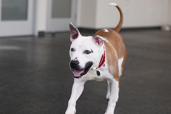 ASPCA Happy Tails: A Kind Companion for Kiko