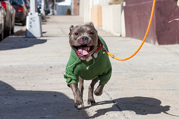 Pit bull on leash wearing green jacket running down the street