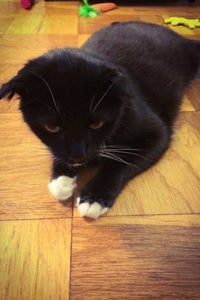 Black and white cat laying on floor