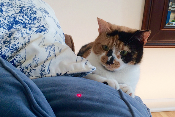 Calico cat playing with laser pointer