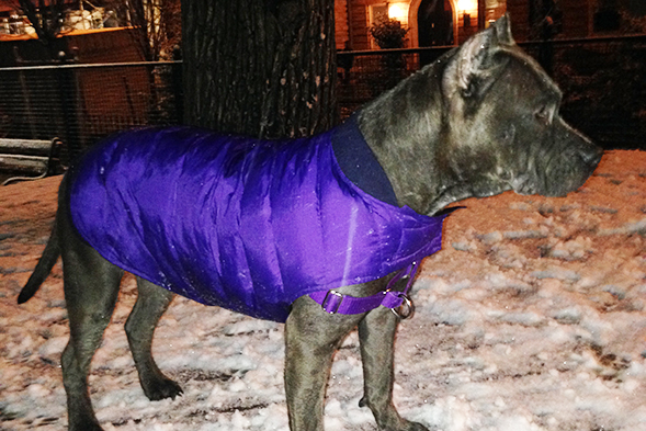 Grey pit bull wearing purple jacket standing in the snow