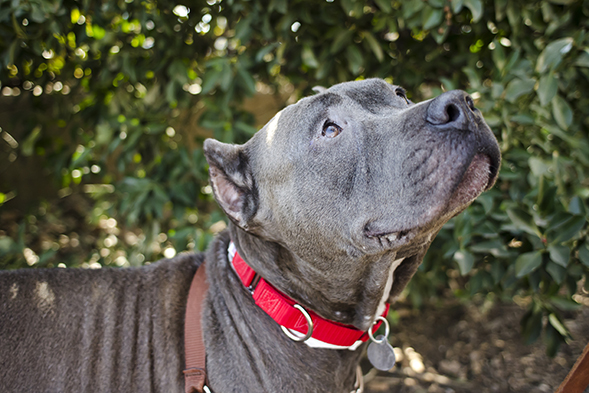 Grey pit bull wearing red collar out on a walk