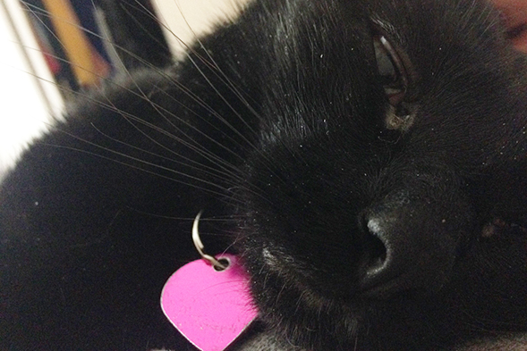 Close up of black cat wearing pink collar