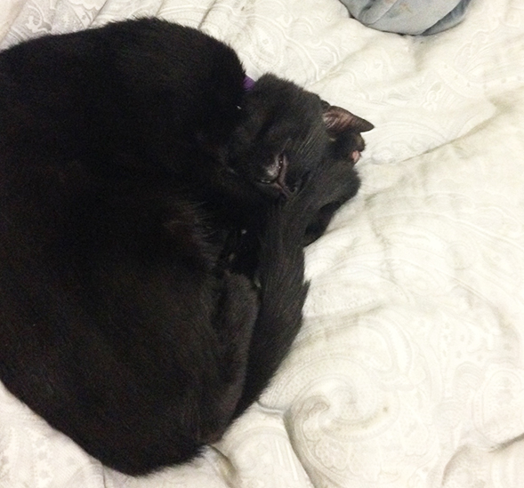 Black cat curled up napping