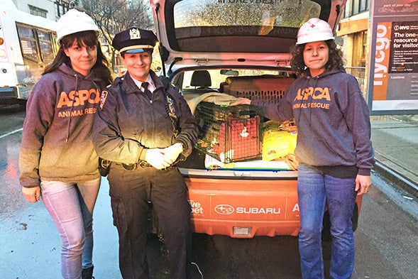 UPDATE: ASPCA Reunites Pet Parents with Missing Cats Following East Village Explosion and Fire