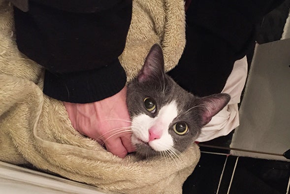 UPDATE: ASPCA Reunites Pet Parents with Missing Cats Following East Village Explosion and Fire