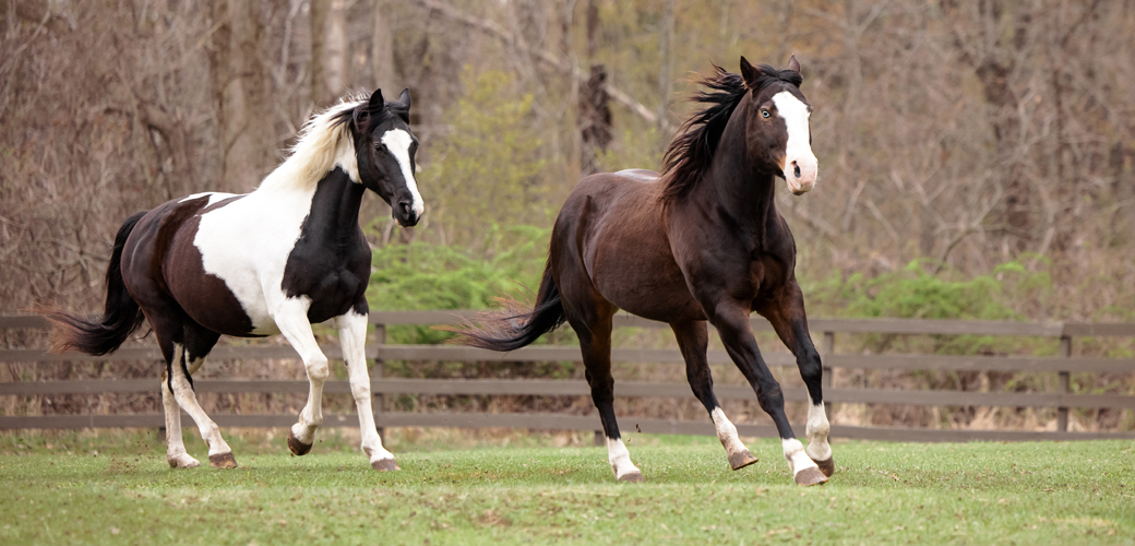 Black and white horse running
