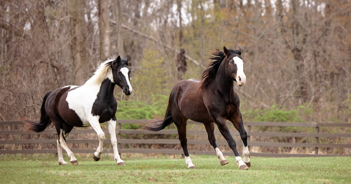 Kill Pen Bail-Outs | Help Horses | Aspca