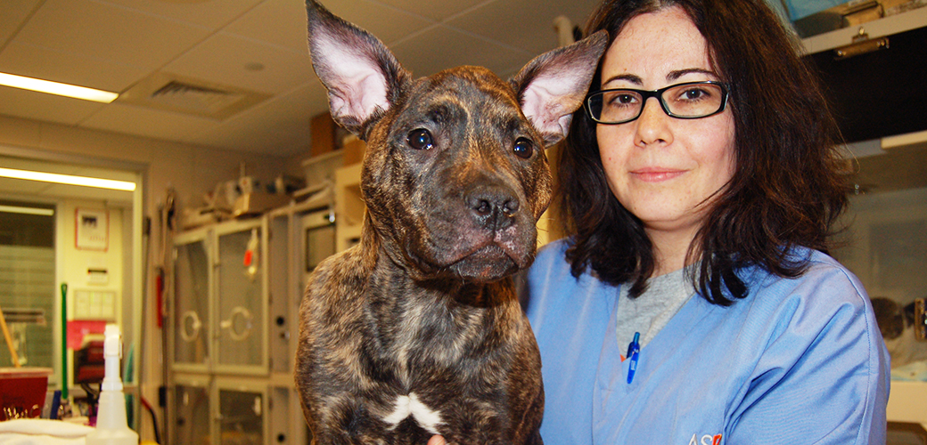 Beaten and Buried in the Snow: NYPD Rescues Puppy from Extreme Abuse