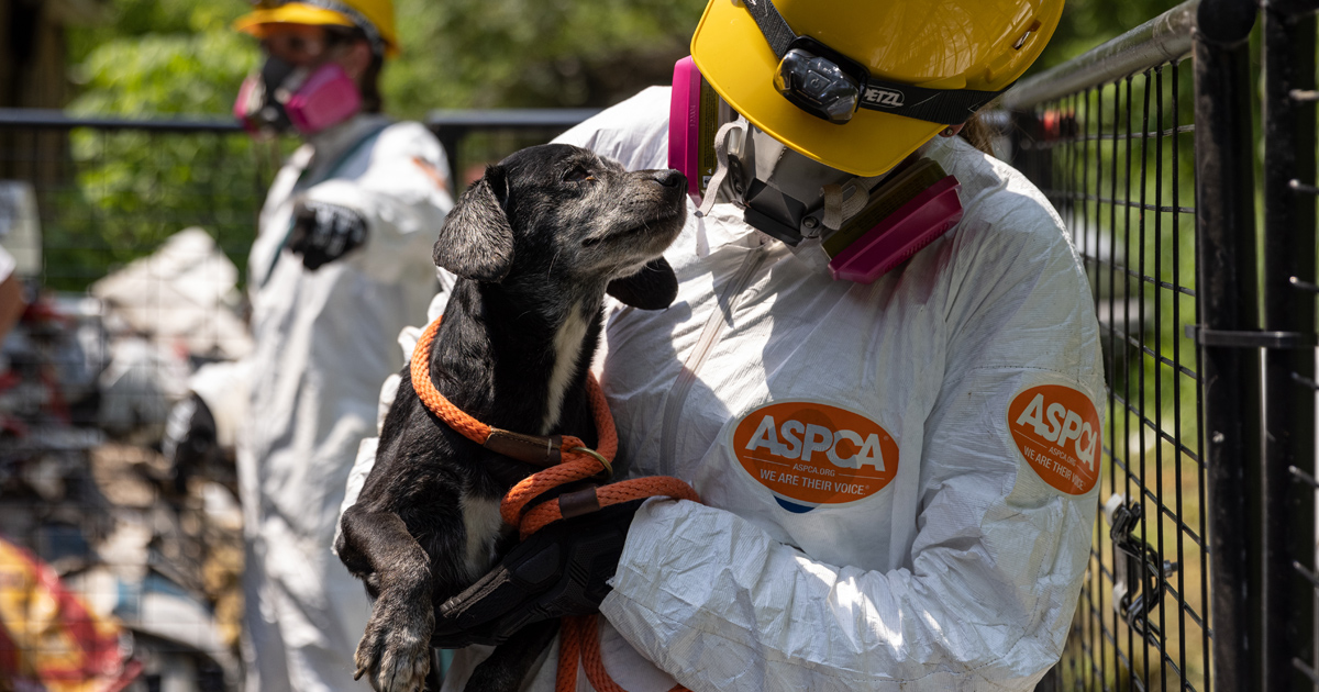 Behind the Scenes of an Animal Rescue | Rescue Work and Field Deployments |  ASPCA