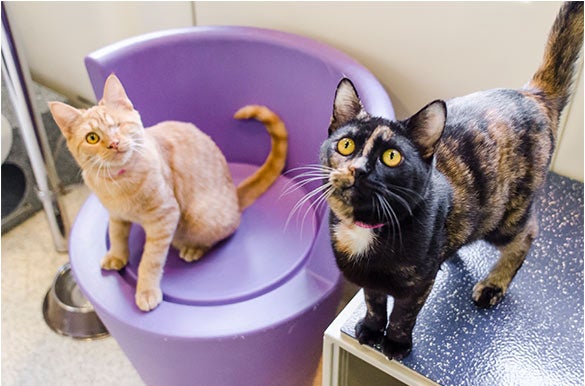 Bonded Buddies Beatrice and Benson