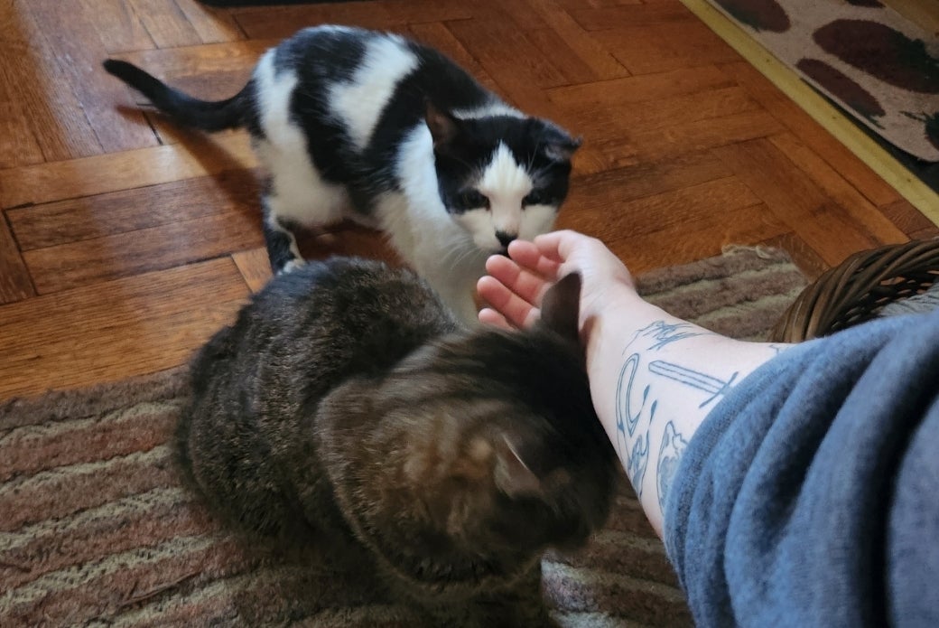 Two cats approaching a person's arm