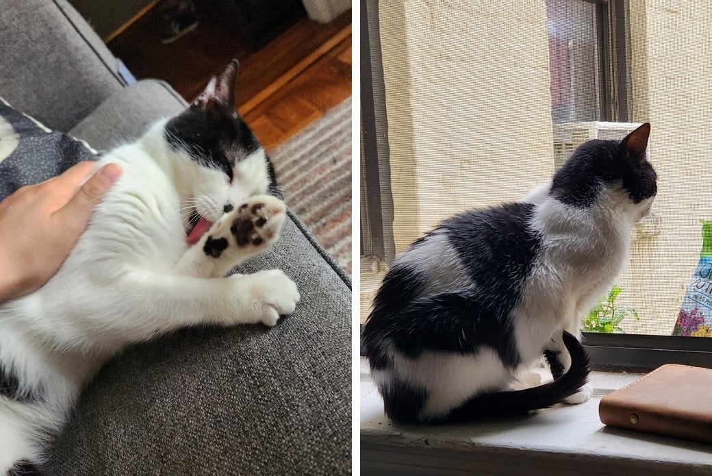 A cat lying down and a cat sitting on a windowsill