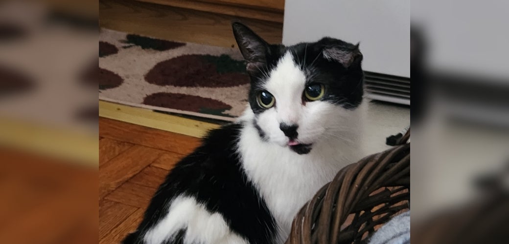 A cat with their tongue sticking out