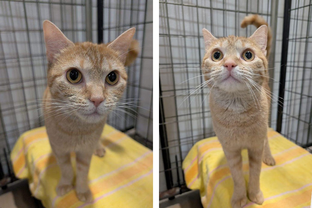 Bernie the cat is ready to be adopted