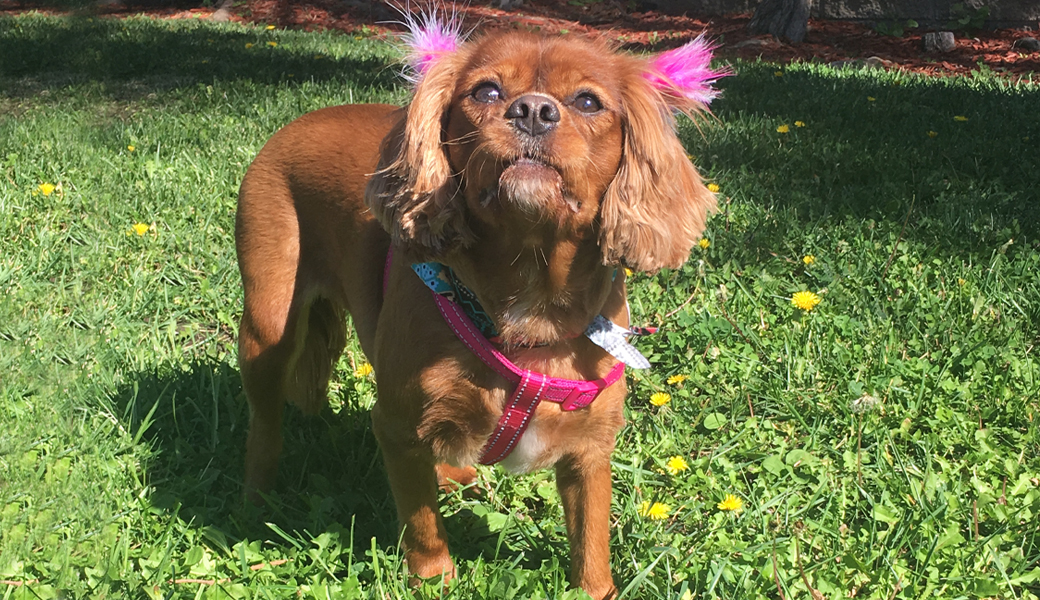 cavalier king charles spaniel family dog