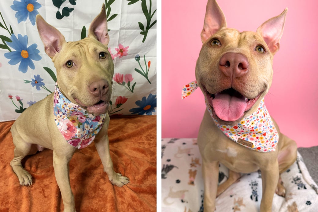 Left Bing in front of flower pattern, Right Bing happy in front pink background