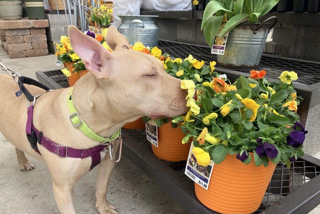 Bing stopping to smell fowers in flower pots