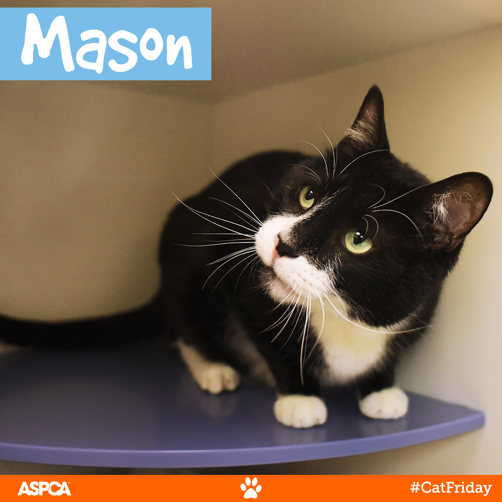 Better Than Black Friday: Don’t Miss Cat Friday at the ASPCA Adoption Center!