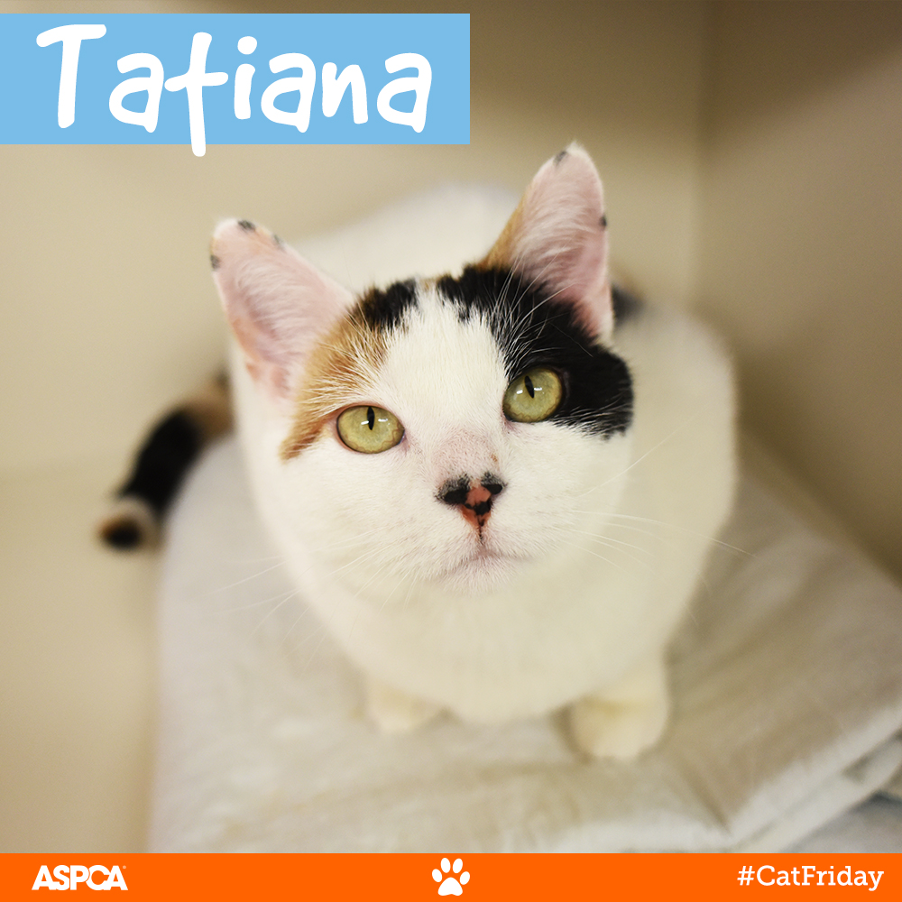 Better Than Black Friday: Don’t Miss Cat Friday at the ASPCA Adoption Center!