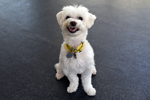 ASPCA Happy Tail: Oscar Beats the Odds