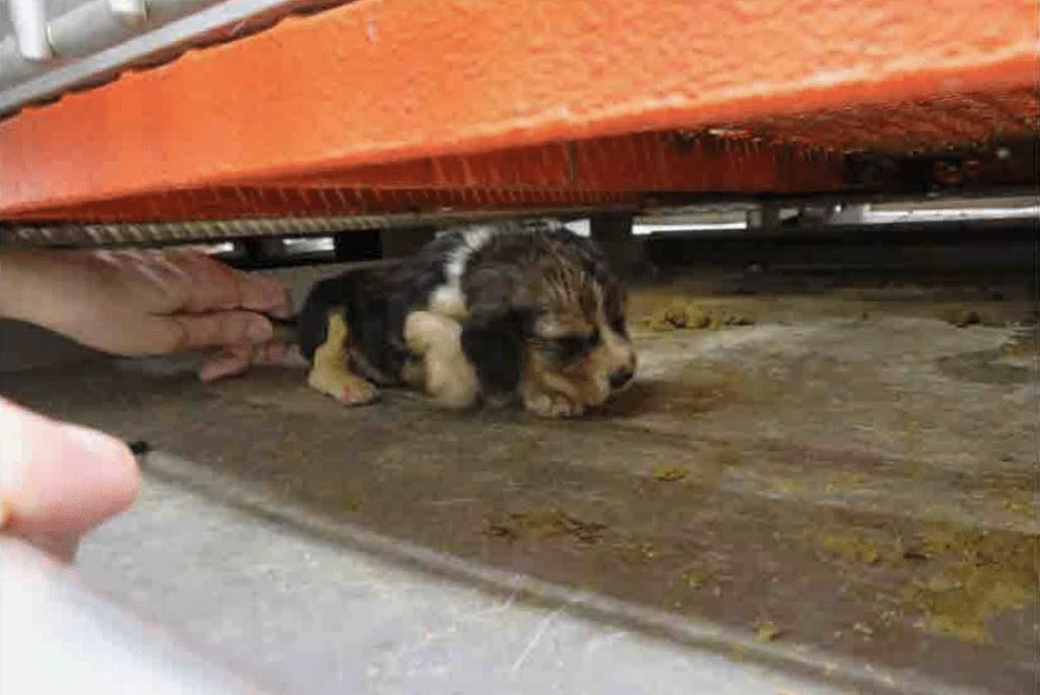 a puppy hiding under a cage on a waste covered floor