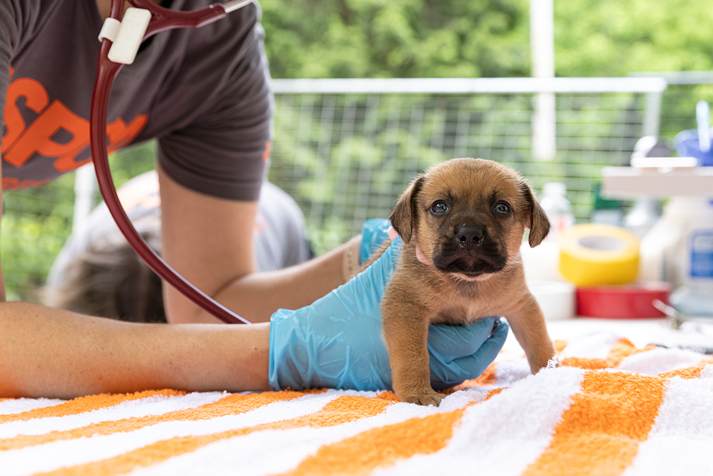 a rescued puppy being examined