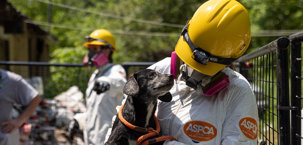 a responder in protective gear holding a rescued dog