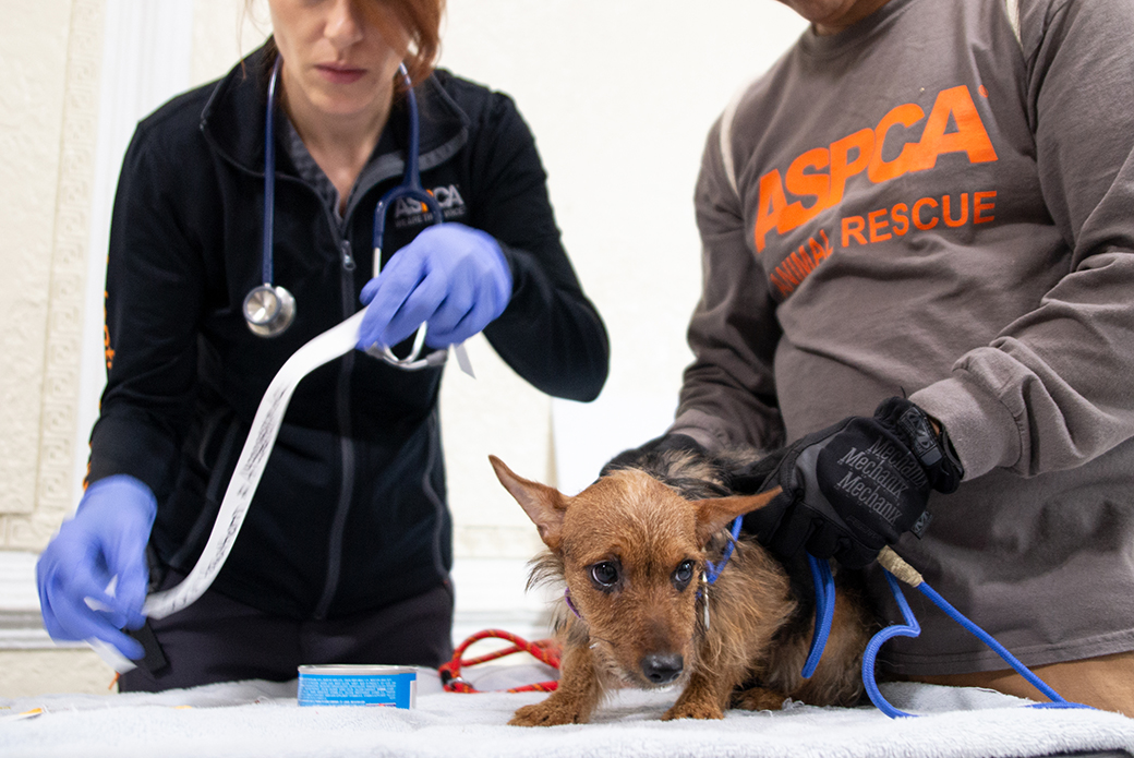 Rescued dog being medically examined