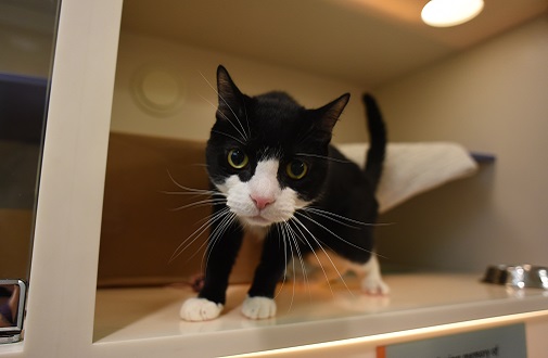 Raz, a cat receiving clicker training