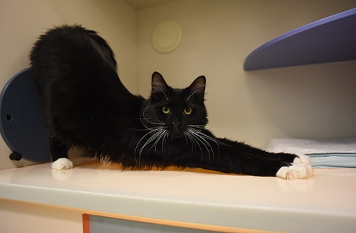 leo, a cat receiving clicker training