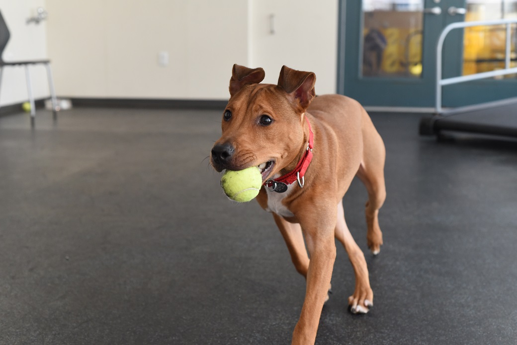 Wilbur with a tennis ball