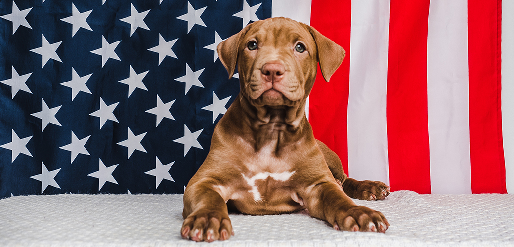 a puppy in front of an american flag