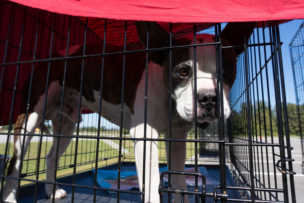 rescued dog in a crate