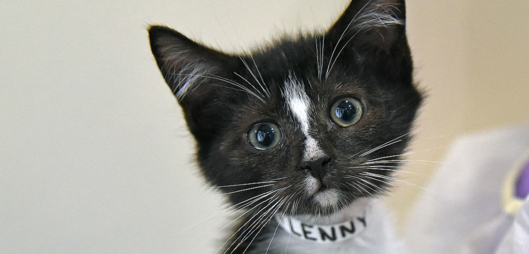 Lenny the kitten