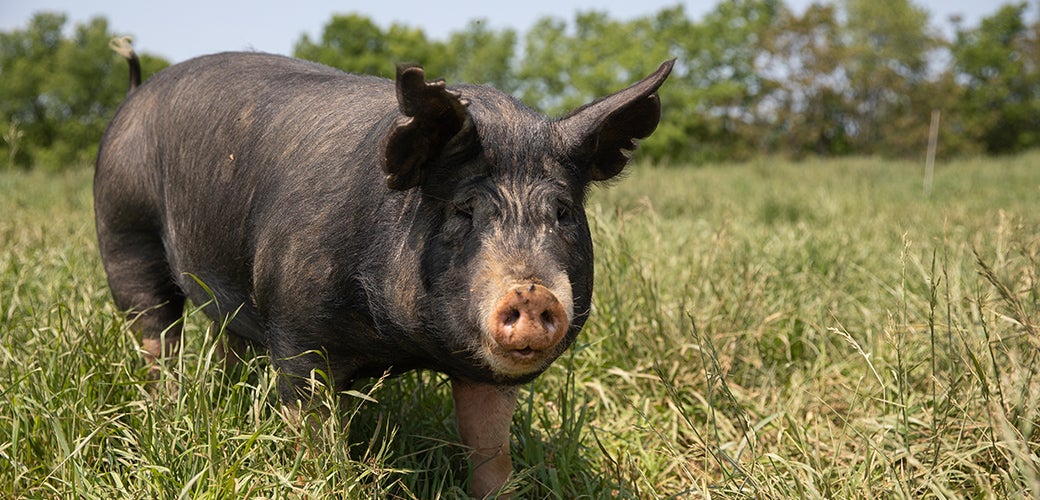 A pig in a pasture