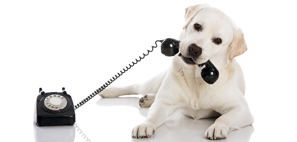 What’s the Top Pet Toxin in Your State? The ASPCA Animal Poison Control Center Shares its Most Frequent Call Topics