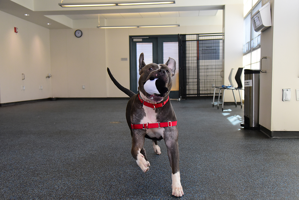 a dog running with a toy in its mouth