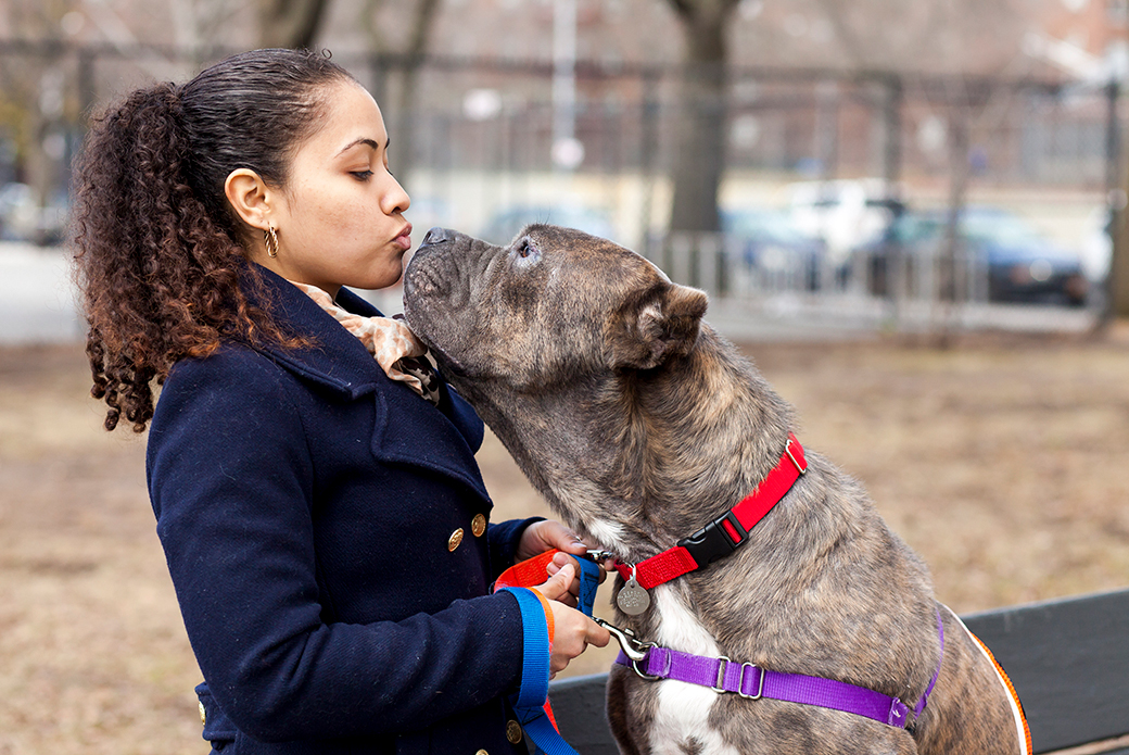 a big brindle dog sniffing a woman's face