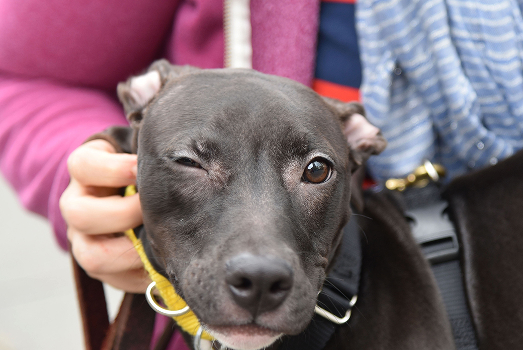 a grey dog getting its face scratched