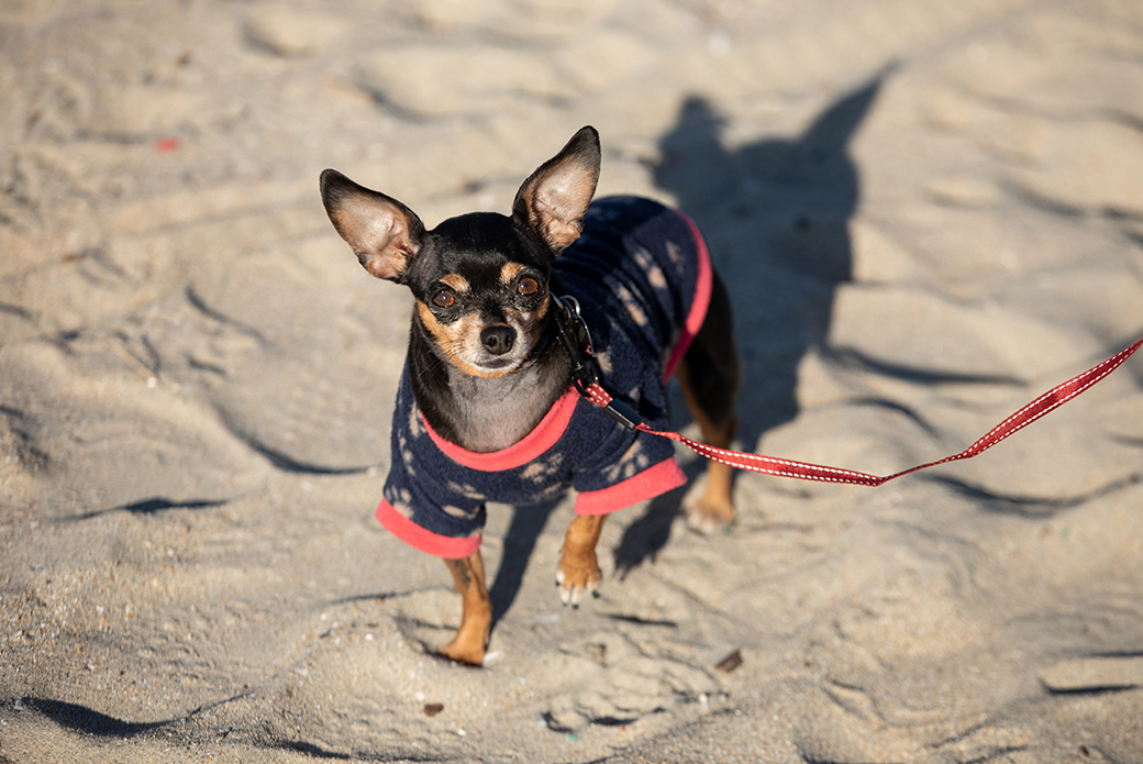 a chihuahua on the beach