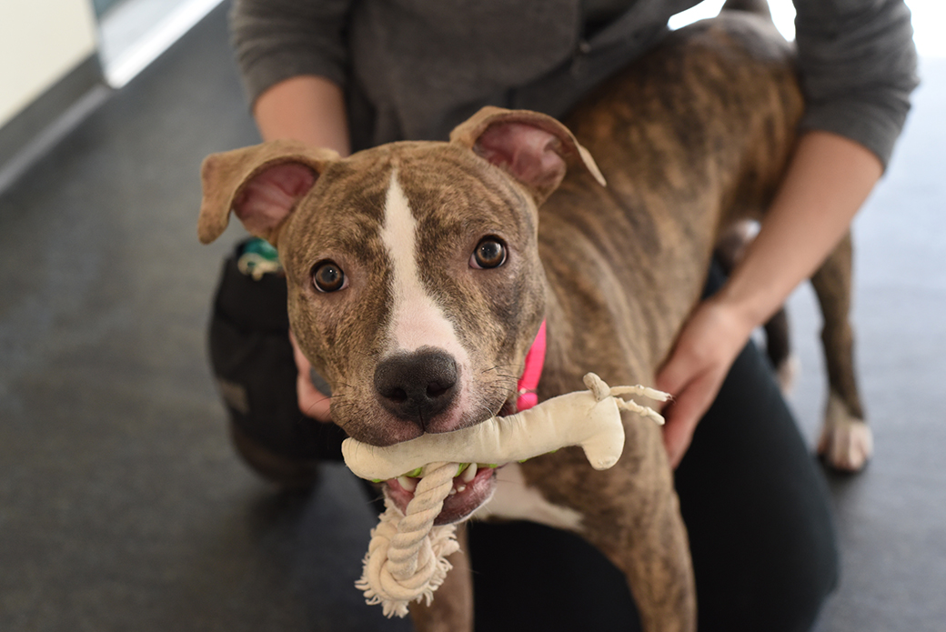 a dog with a toy in its mouth