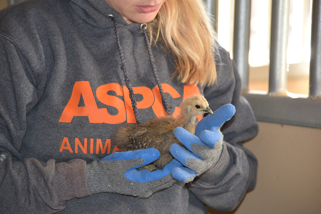 an aspca volunteer holding a bird