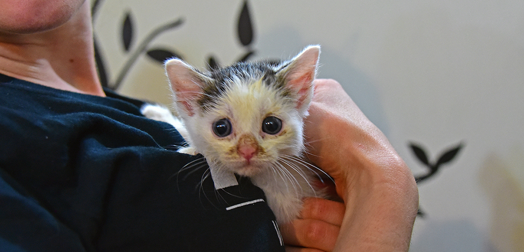 a kitten being held
