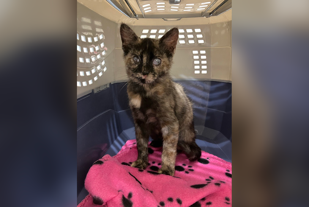 A blind tortoise shell kitten with an eye condition in side of a pet carrier