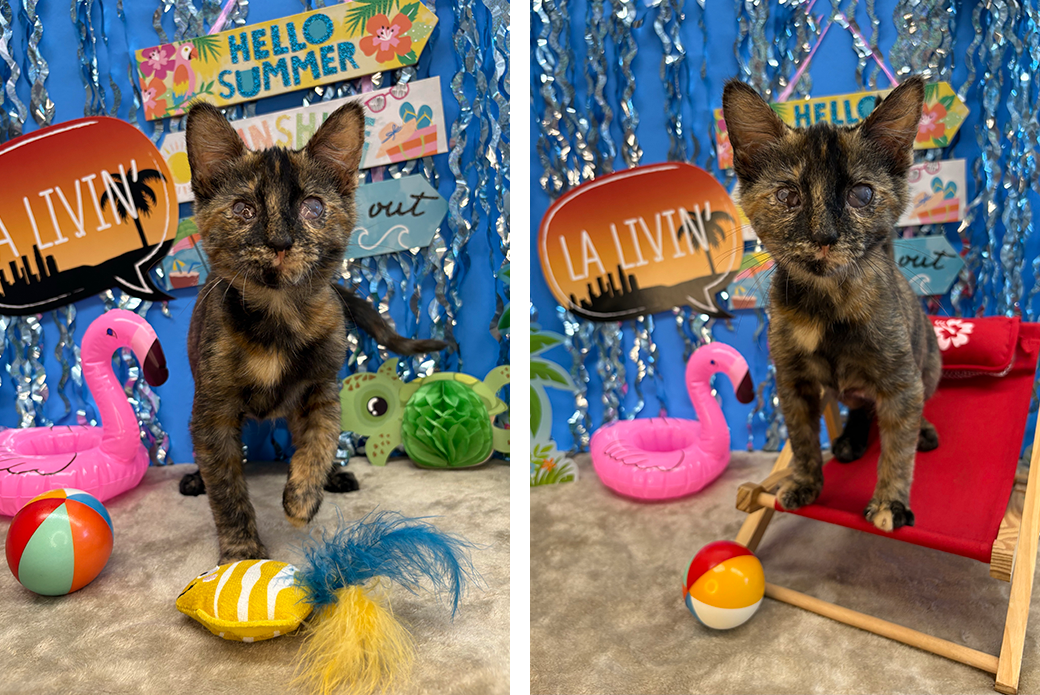 A blind tortoise shell kitten with an eye condition on a photo set that is LA beach themed