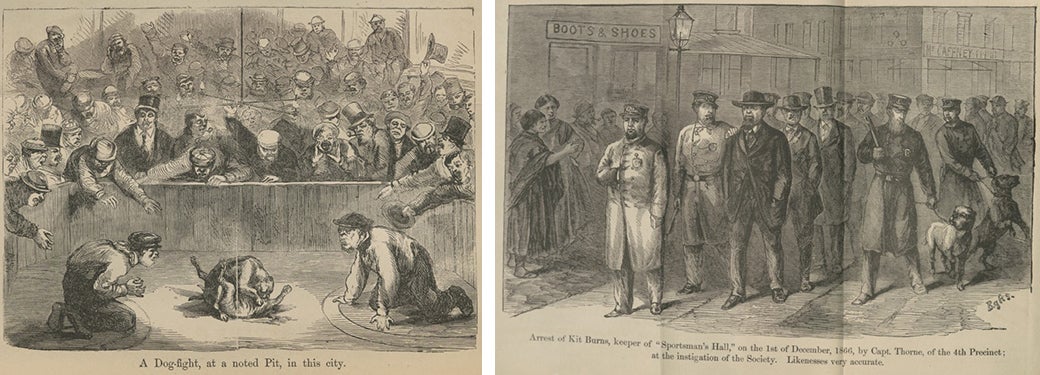 19th century drawing of a dogfight and the arrest of Kit Burns