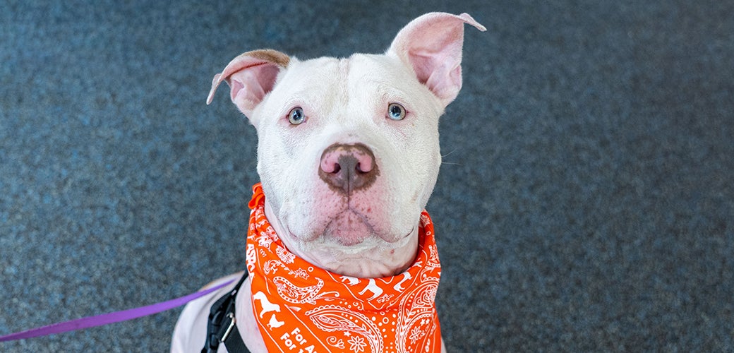 The ASPCA Turns 160: Celebrating Our History | ASPCA