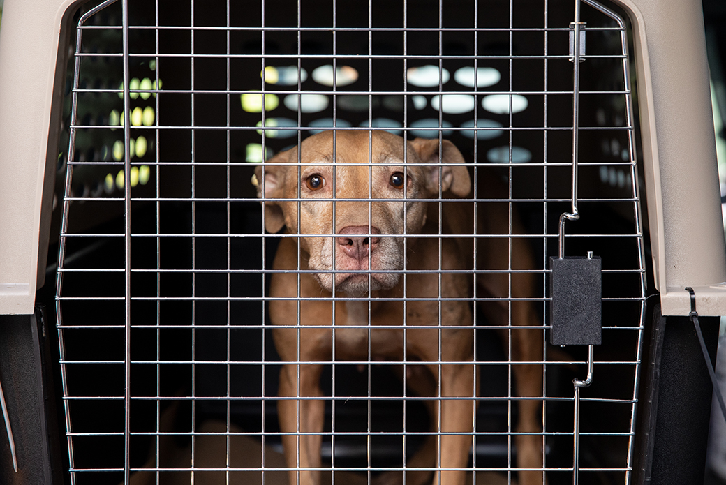 a young dog in a crate