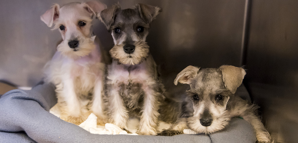 Schnauzer puppies